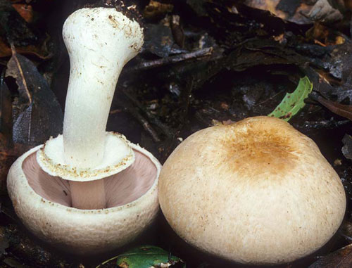 Agaricus hondensis - Fungi species | sokos jishebi | სოკოს ჯიშები